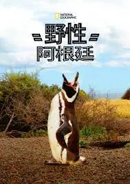 《国家地理 野性阿根廷》：探秘南美洲壮丽风光，感受生命的力量！